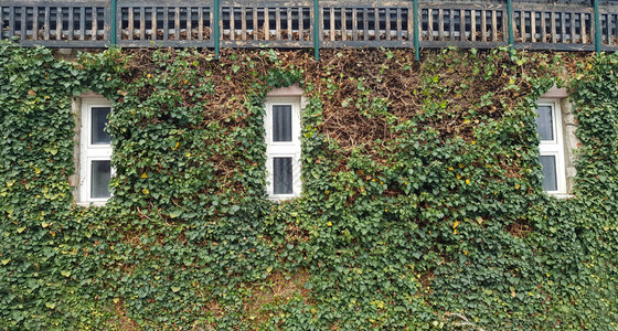 关闭建筑墙的植物窗户图片