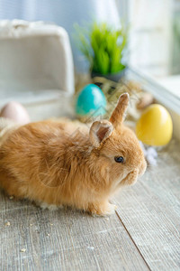 一只兔子的特写镜头坐在一个柳条白色篮子上图片