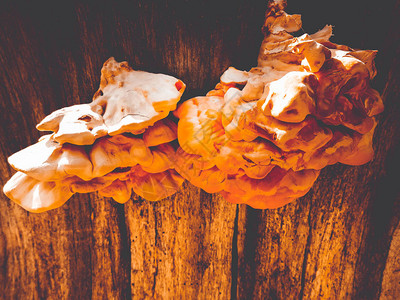 树上的橘子蘑菇图片