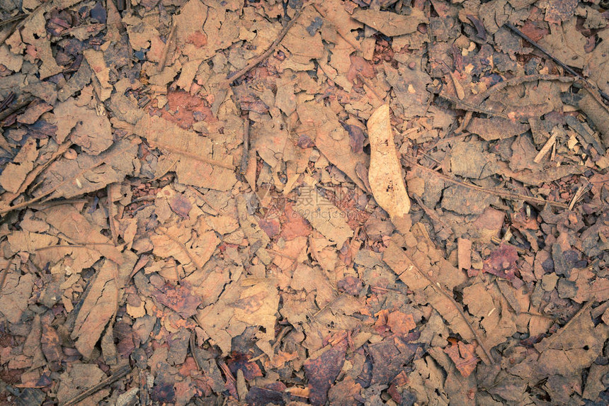 老式红棕色干叶和废枝和砾石背景地面上的干叶和树枝和图片