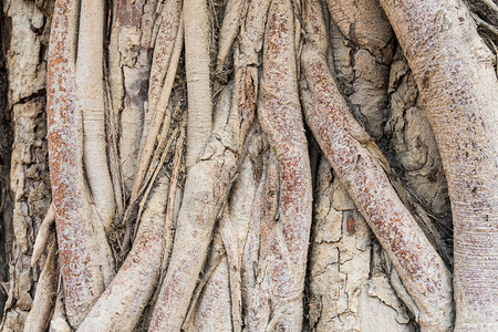 老树根背景用于设计的棕色树根纹理图片