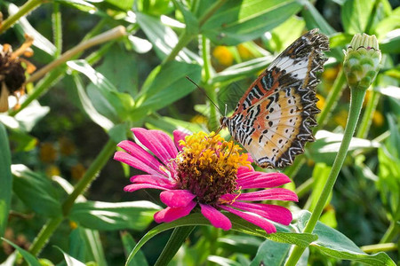 自然花园中百日草花上的蝴蝶图片