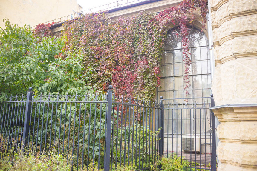 覆盖墙壁的常春藤屋檐建筑物的墙壁以常春藤为背景的墙壁秋天图片