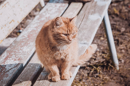 一只街头猫的肖像无家可归的孤独猫不快乐和悲图片