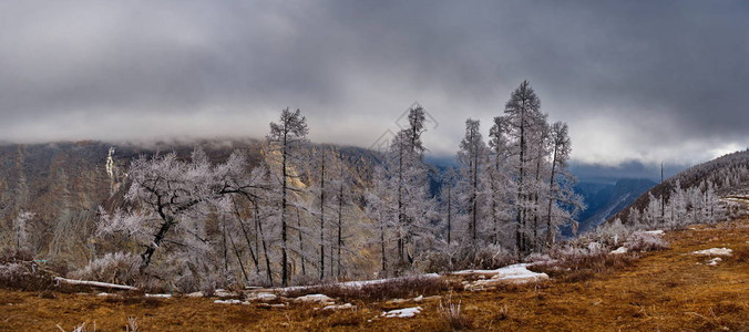 俄罗斯阿尔泰山脉的冷雾清晨卡图亚里克路口看到丘利图片