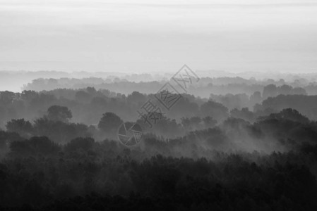 清晨雾霾下森林的神秘景观单色针叶林中树木剪影层间的怪异雾气庄严自然的平静大气背景图片