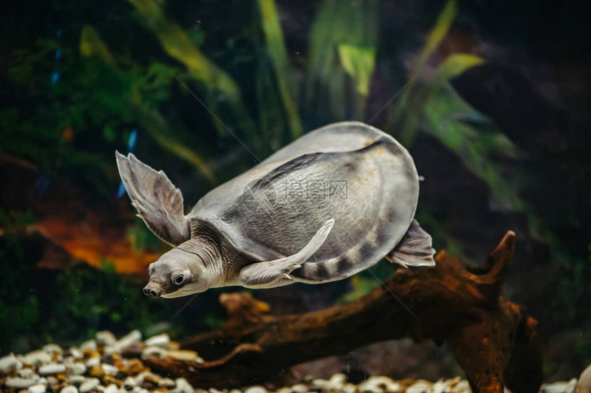 Carettochelysinsculpta快乐的乌龟在水下游泳有趣的动物图片