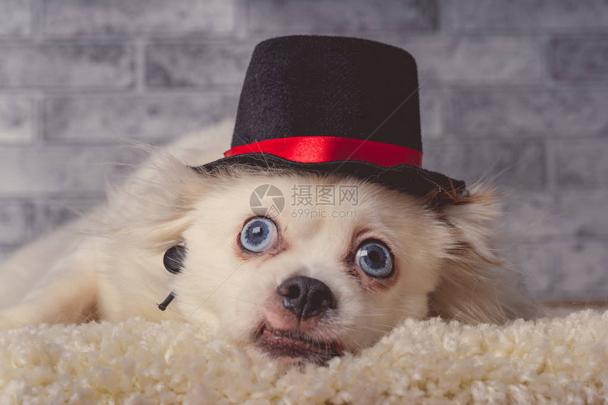戴帽子的可爱白狗躺在地毯上小白毛茸的狗图片