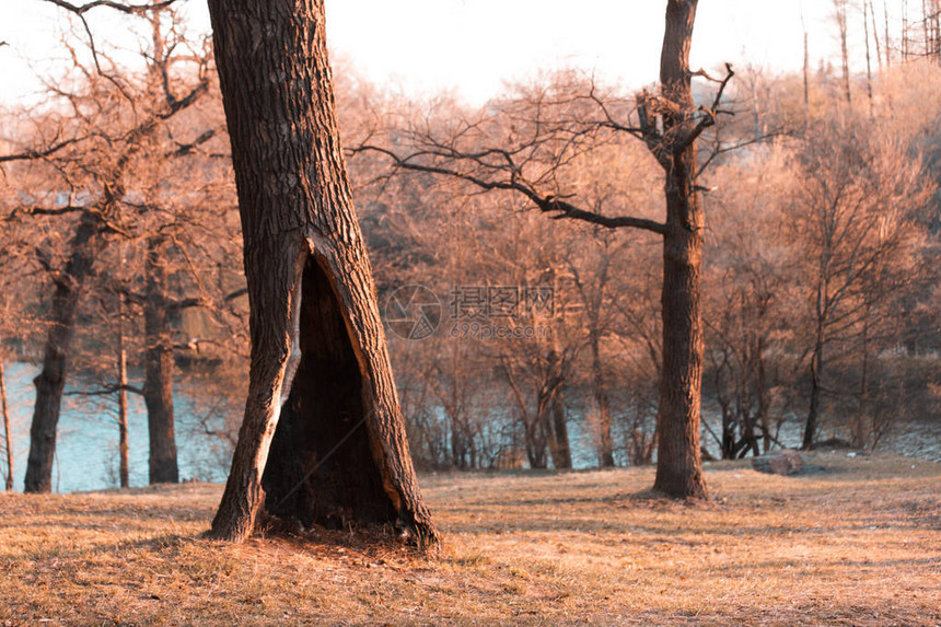 秋天公园或森林中的孤树有大空洞图片