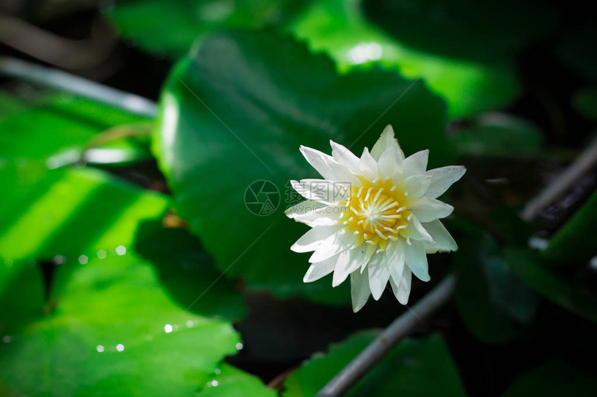 白睡莲或白莲花池中的莲花图片