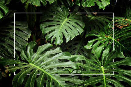 热带龟背竹叶子叶子自然绿色背景背景图片