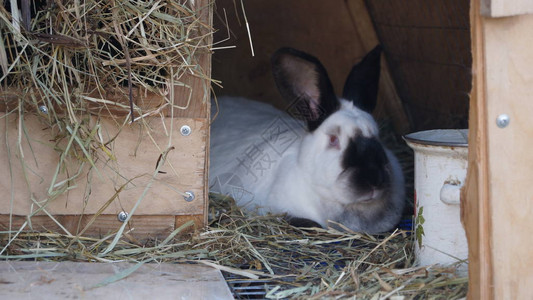 家兔线吃粮食母兔图片