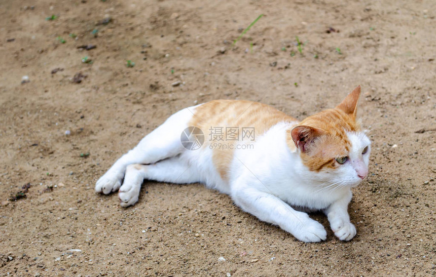 趴在地上的猫试图休息图片