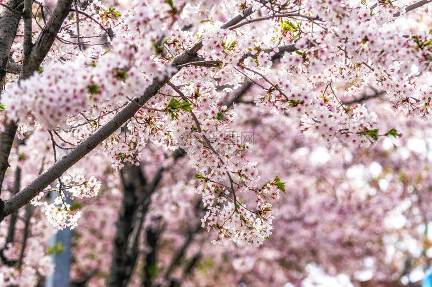 春樱花盛开在南朝鲜汉城Hapjeong地区明亮图片