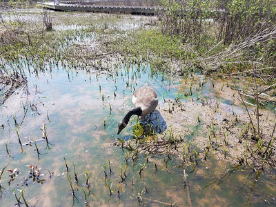 鹅在泥水里吃湿地植物和藻类图片