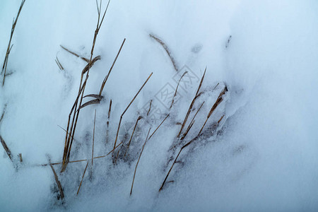 干枯的植物茎干破雪图片