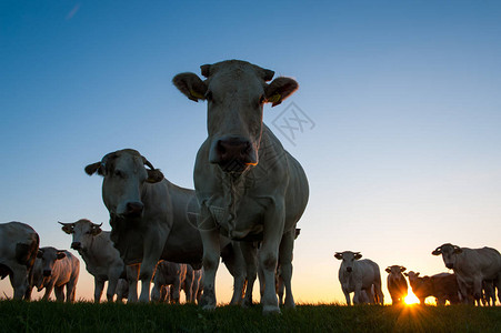 一群好奇的奶牛在弗里斯兰泥滩上放牧被称图片
