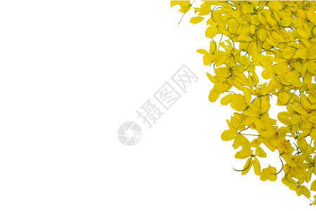 孤立白底黄色的黄花高清图片