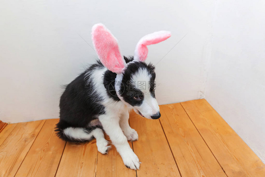 复活节快乐的概念可爱的微笑小狗边境牧羊犬在家里戴着复活节耳朵的有趣肖像为假期做准图片