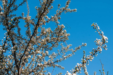 春天的花朵杏花的枝条映衬着湛蓝的天空白花春天背图片