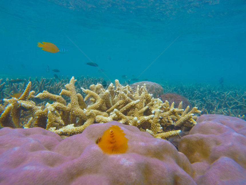 珊瑚礁开始与热带鱼类漂白图片