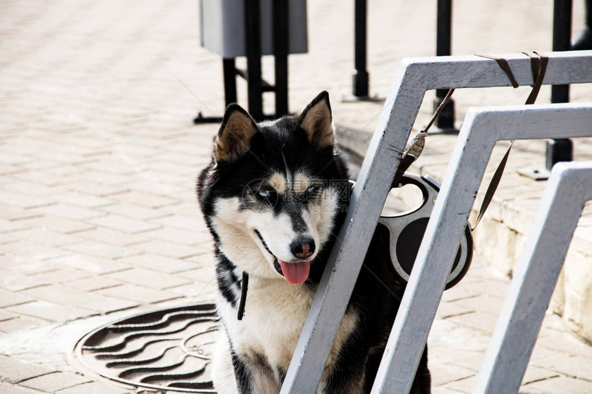 黑白哈斯基狗坐在人行道图片