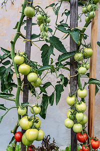 木棍绑在绿西红柿的碎片在家种植有机西红图片