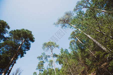 从下面的低角度看松树冠与森林蓝天的映衬慷慨和安静的概念背景图片