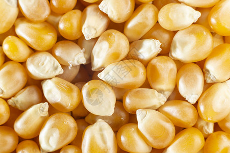 黄色玉米闭图片