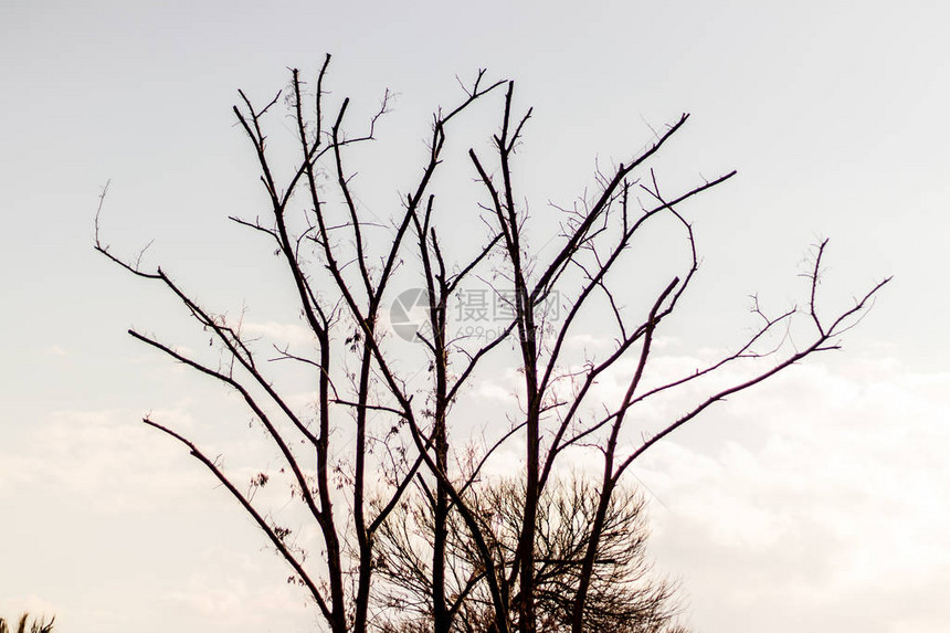秋树的枝露出明亮的天空照片在伊兹密图片