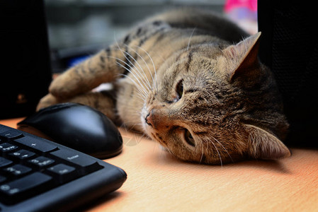 电脑键盘旁的猫儿看着无图片