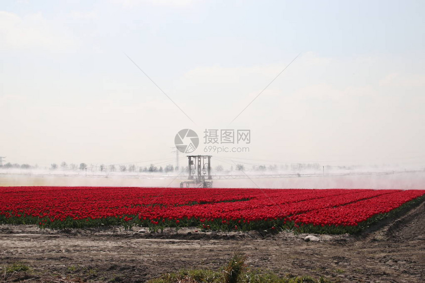 春时有一排红色郁金树的田地图片