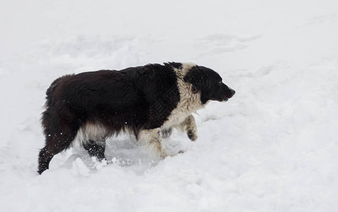 在冬天的雪季寻找食物的流浪狗图片