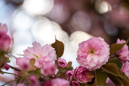 关闭粉红色盛开的樱花图片图片