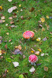 小红蘑菇生长在苏格兰森林的草地图片