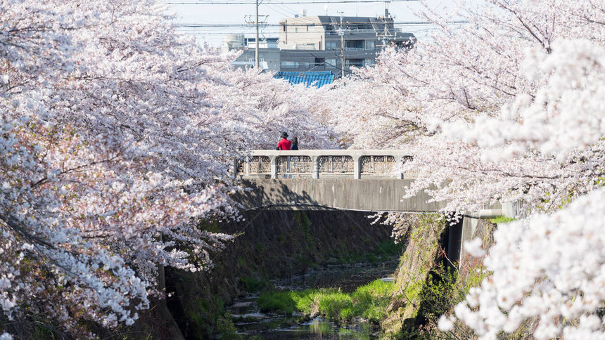 在日本名古屋山崎河沿岸的樱花或樱花盛开的桥上图片