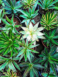 花园盆栽的各种龙舌兰植物图片
