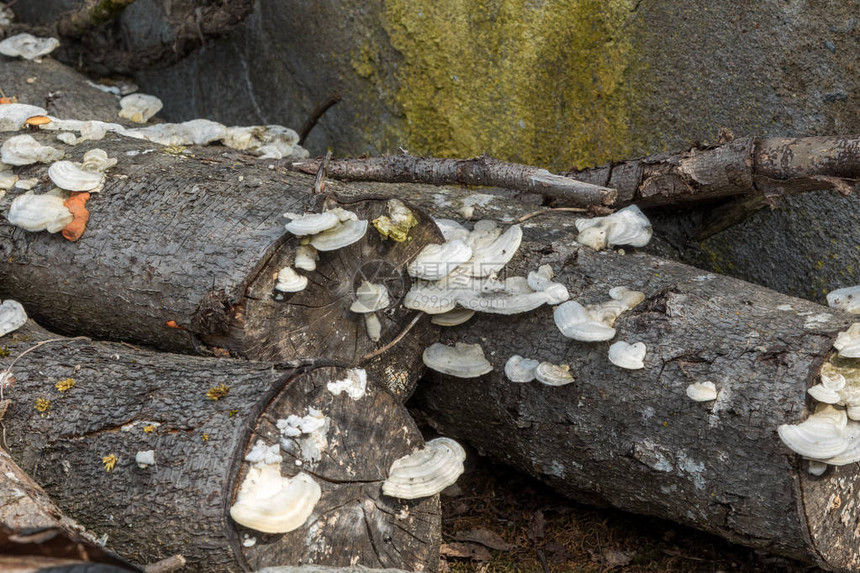 俄罗斯圣彼得堡冬天过后树蘑菇出现在木图片