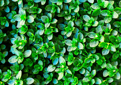 绿色树叶用于背景纹理刻度效果ChickweedStella图片