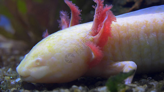 墨西哥步行鱼Axolotl墨西哥图片