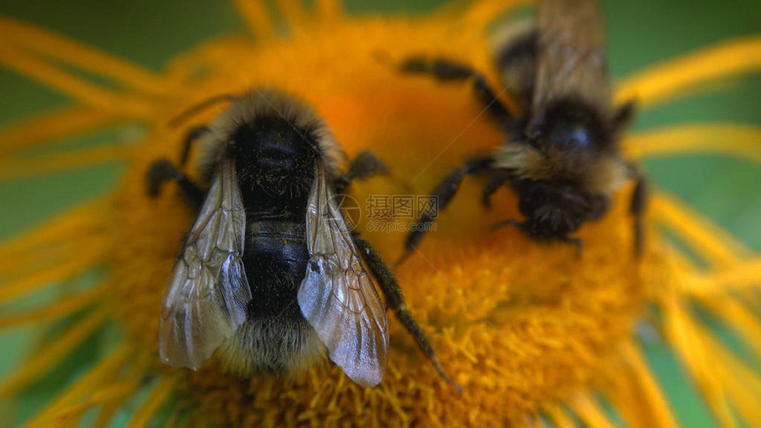 大黄蜂为美丽的黄色花朵授粉图片