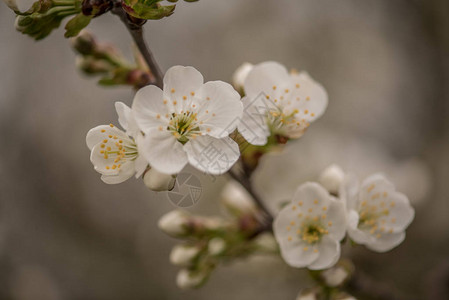 春天开花的樱桃树白色的花朵图片