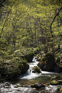 小山涧森林茂密图片