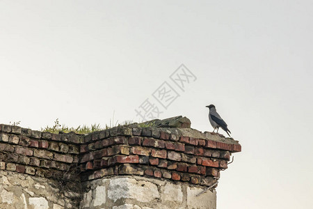 大自然中老建筑屋顶上的乌鸦图片