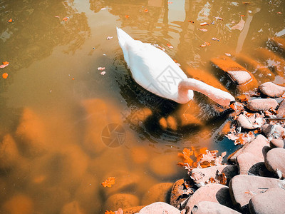 池塘上的白天鹅图片