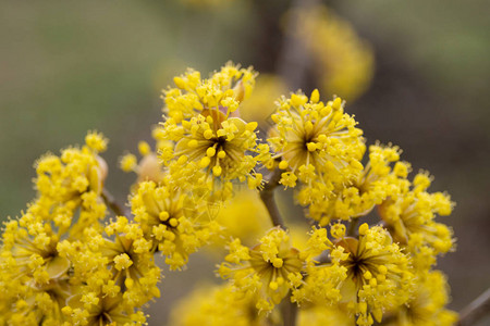 在春黄花中盛开的狗图片
