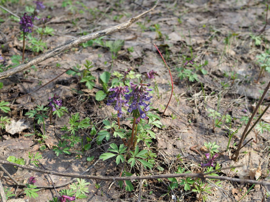 Corydalis春林中Corydal图片