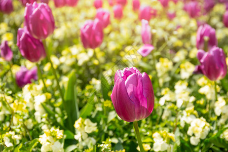 阳光花园中精选的焦点粉红色郁金香花图片