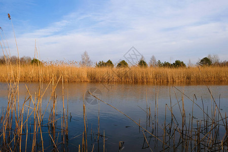 乌克兰春天的湖水因甘蔗而过度生长图片