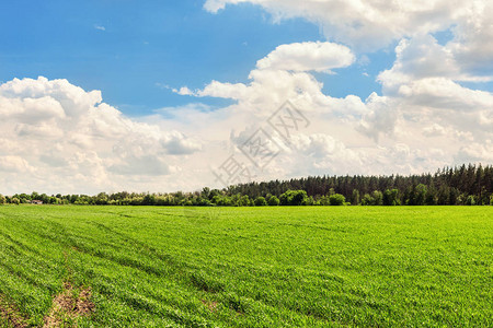 风景农业领域背景与生长在明亮的晴天的绿色年轻植物背景上的森林带线和蓝图片